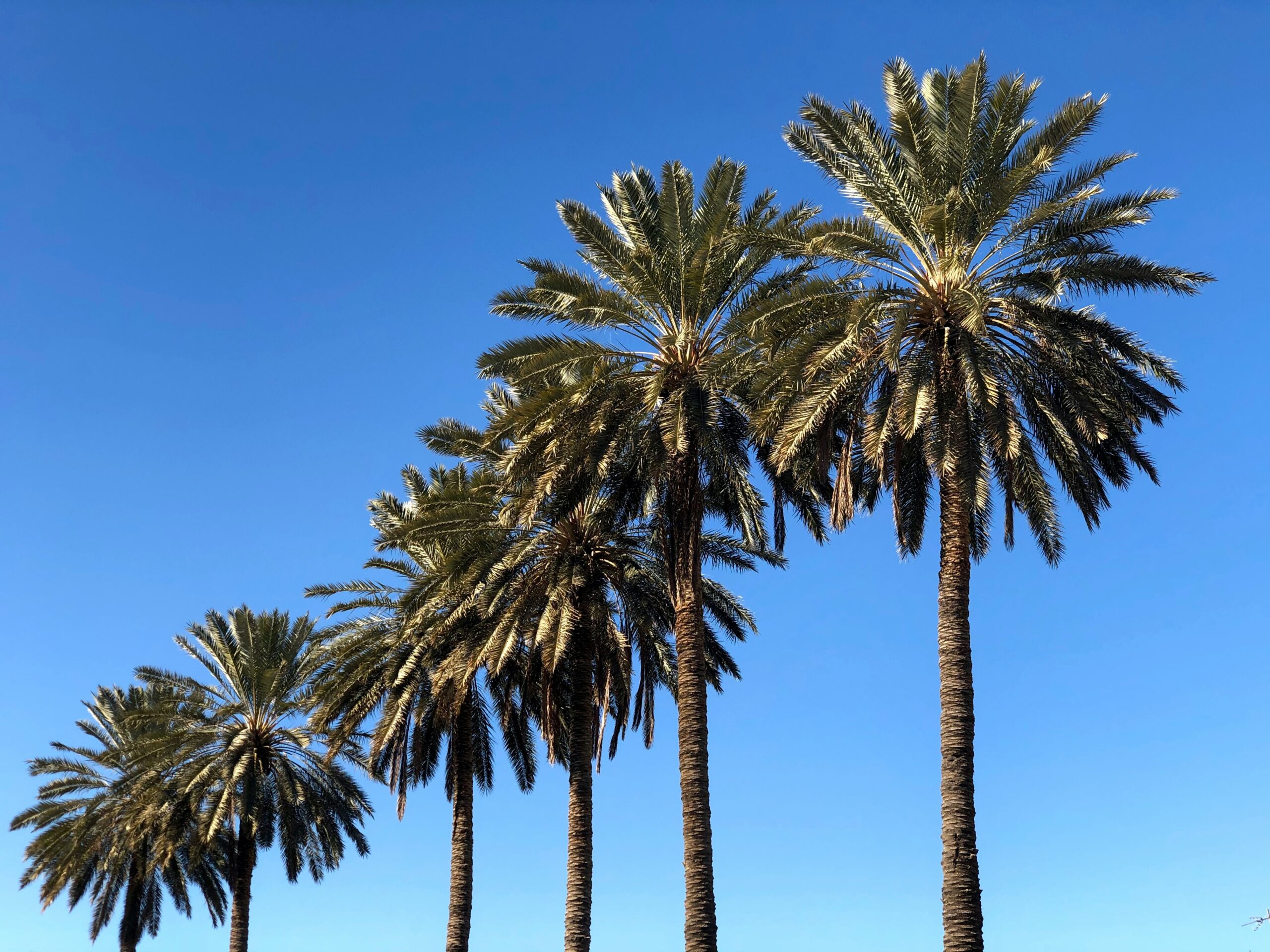 palm trees 3